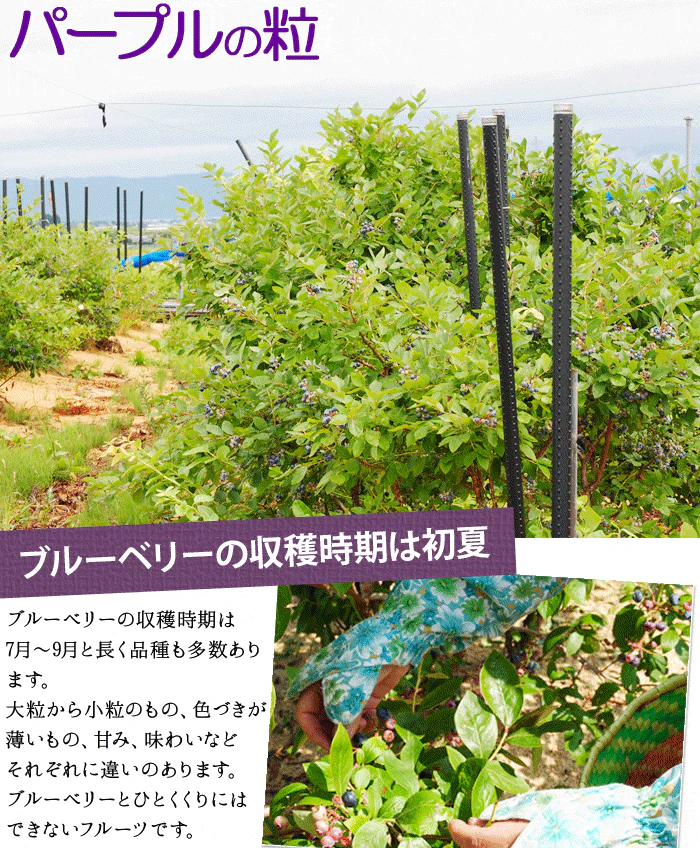 東北産 冷凍ブルーベリー１kg