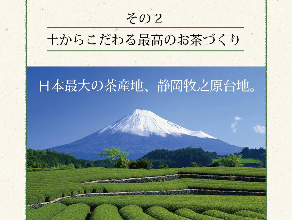 日本橋いなば園 静岡深蒸し茶 掛川茶 100g ネコポス メール便送料無料