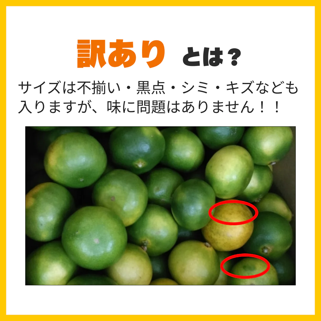 【9月中旬発送予定】熊本産 みかん 訳あり 約10kg（箱込10kg：9kg+保証分500g）ご家庭用 送料無料【ゲリラセール】