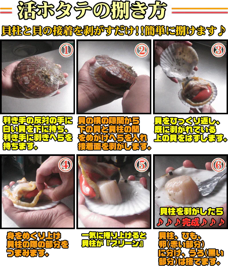 青森 活ほたて 殻付き 中大2キロ（約12枚～18枚）【冷蔵便】 養殖　奇跡の海『むつ湾』からホタテ漁師が贈る逸品