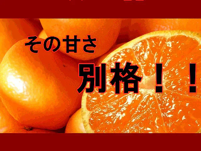 しおみかん  5kg みかん 熊本産 訳あり ご家庭用 80サイズ