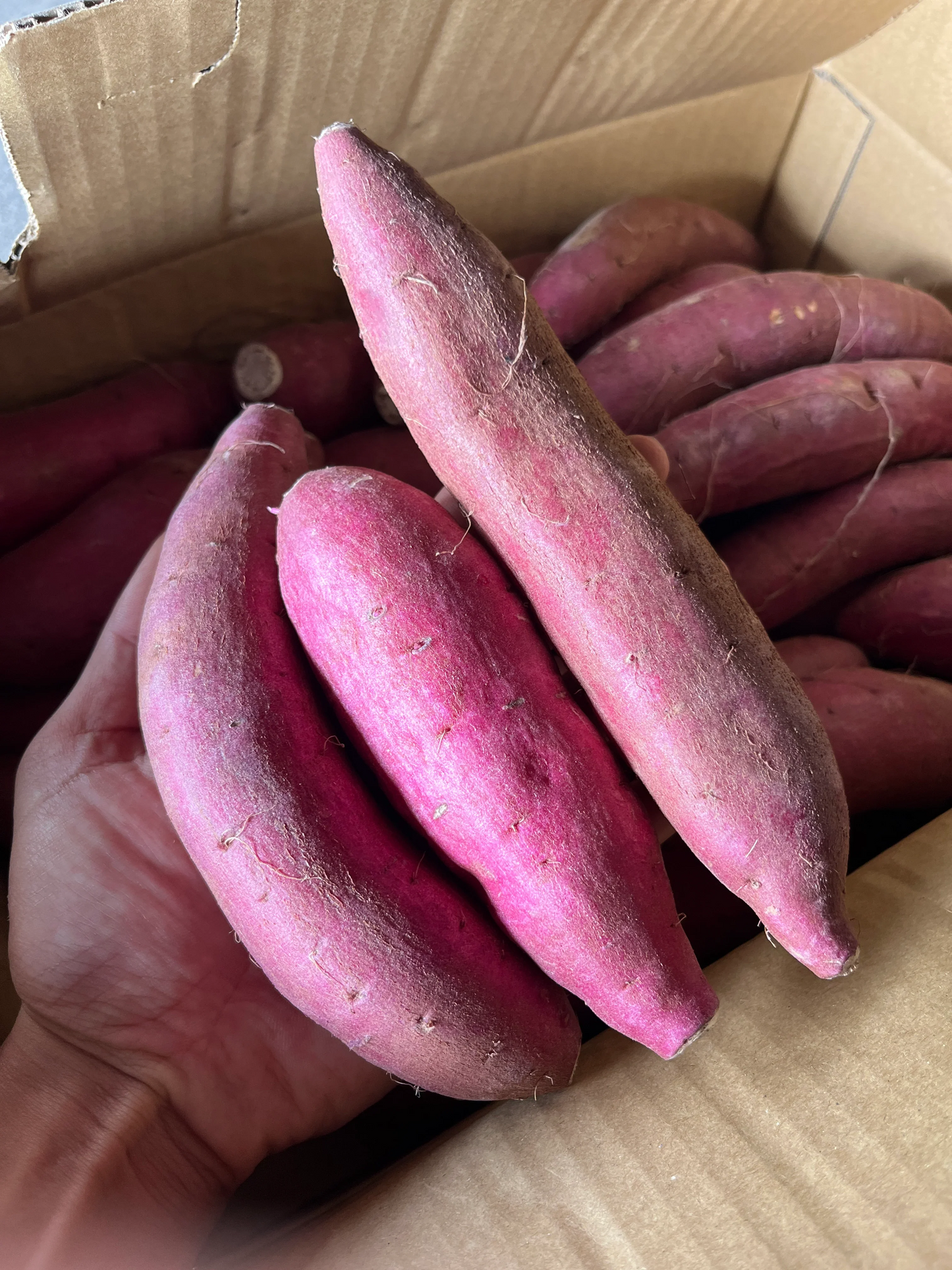 秋の贅沢な甘味★シルクスイート　訳なし品　食べやすいサイズ　2Kg