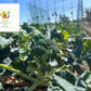 【2022年度 国内No.1獲得！】 クール便 市場直送！ 野菜セット 詰め合わせ 80サイズ箱 【 福袋 】玉ねぎ にんじん じゃがいも みかん 桃 シャインマスカット 食品 料理 フルーツ 果物 ギフト 贈答 お中元 お祝い 正月 謹賀新年