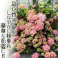 花木苗 アジサイ ラグランジア(R) オーロランジュ 品種登録出願予定 1株[発送は翌年1月～となります。]