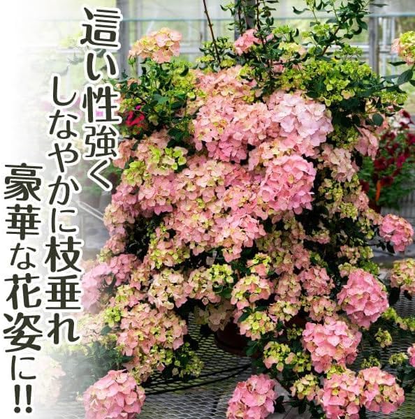 花木苗 アジサイ ラグランジア(R) オーロランジュ 品種登録出願予定 1株[発送は翌年1月～となります。]