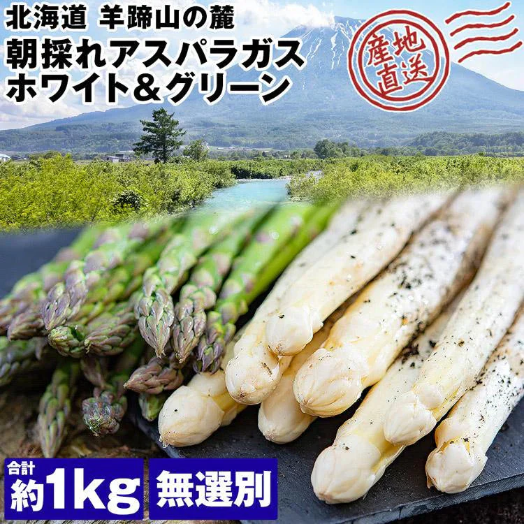 ホワイトアスパラガス 北海道 朝採れ 1kg 食べ比べ ホワイトアスパラ 500g グリーンアスパラ 500g 羊蹄山 産地直送 冷蔵便 同梱不可 指定日不可 産直