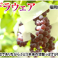 【6月下旬～7月上旬頃より順次出荷】デラウェア ぶどう 送料無料 1kg 8～10房 福岡県産 葡萄 黒ぶどう 巨峰 藤稔 ピオーネ
