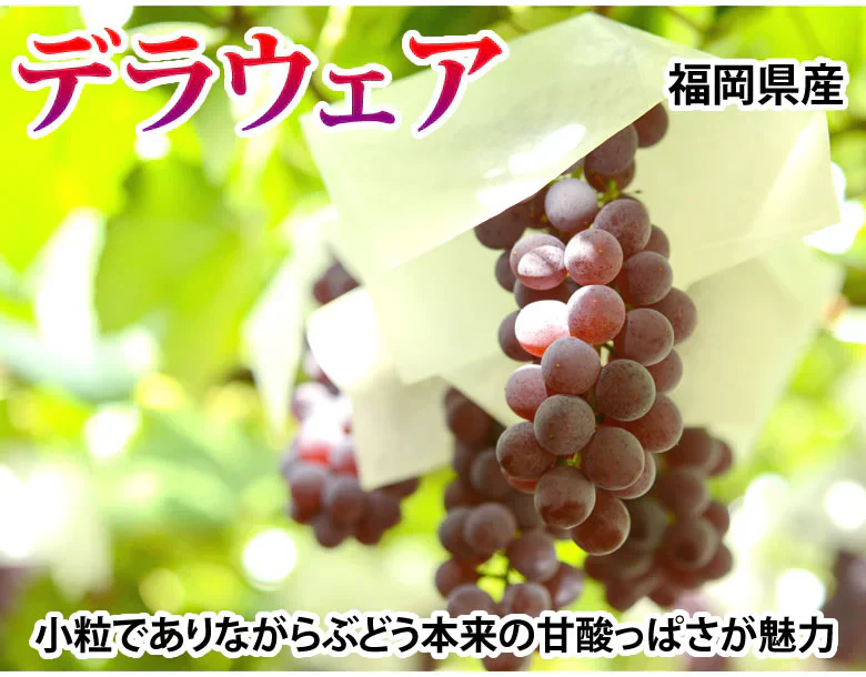 【6月下旬～7月上旬頃より順次出荷】デラウェア ぶどう 送料無料 1kg 8～10房 福岡県産 葡萄 黒ぶどう 巨峰 藤稔 ピオーネ