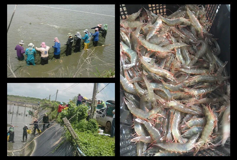 ソフトシェル シュリンプ 500g 20〜25尾 殻付き えび 冷凍えび バナメイえび 海鮮 冷凍 海老 まとめ買い 大量 贈答 エビ おすすめ バナメイ［送料無料］