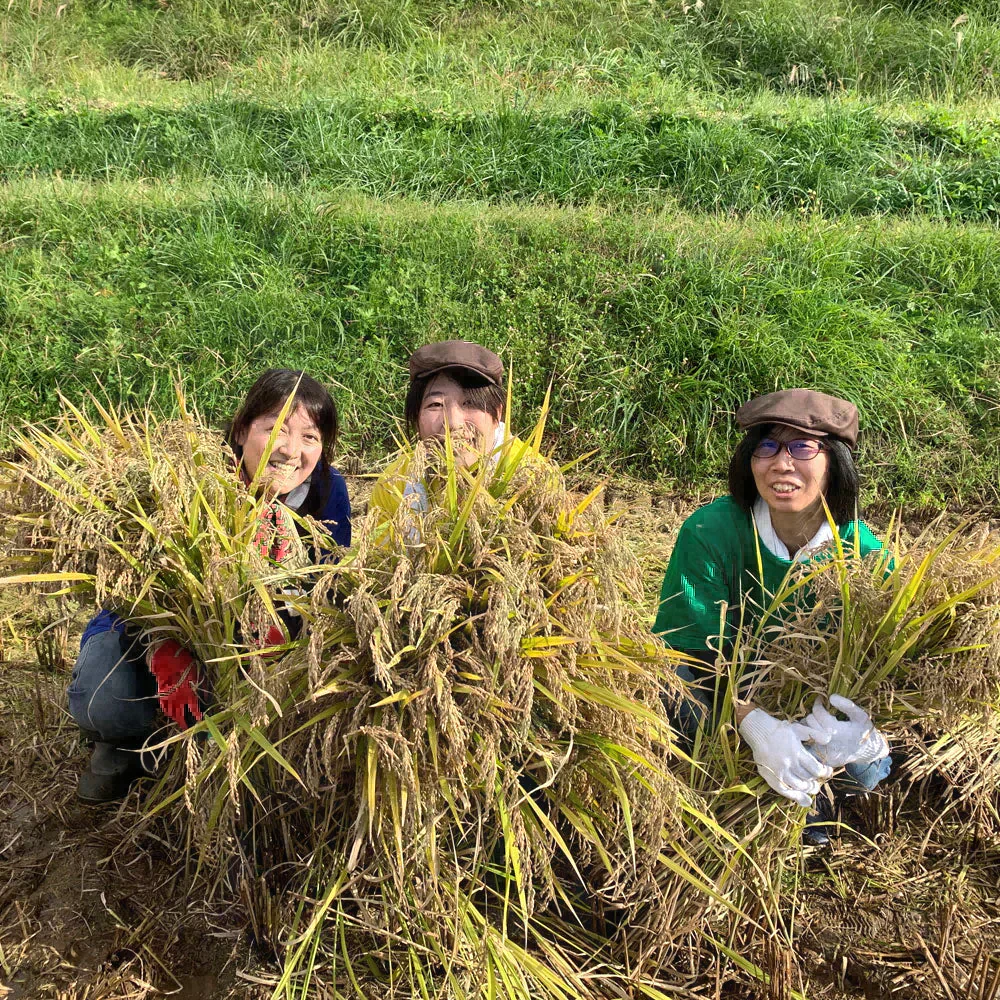 山形県産 つや姫 精米20kg（5kg×4袋）令和7年産 古代米プレゼント付き