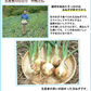 玉ねぎ サラダ玉ねぎ 5kg 送料無料 新玉 S～L 熊本県産 玉葱 たまねぎ 野菜