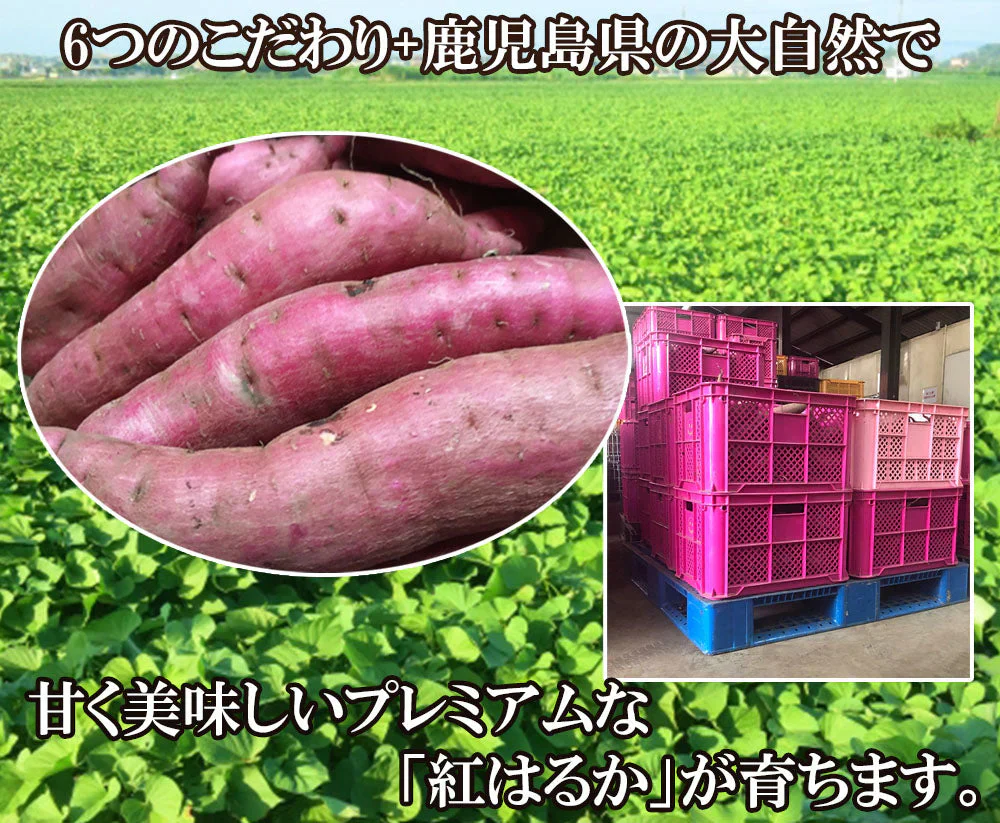 紅はるか さつまいも 5kg 産地直送 産直 土付き さつま芋 薩摩芋 焼きいも 焼き芋 石焼き芋 芋 いも イモ 鹿児島県産 FJK-000