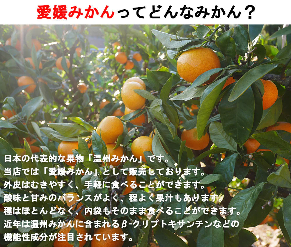 【最安値挑戦祭】みかん 訳あり 送料無料 5kg B品 愛媛 みかん 温州みかん ミカン 蜜柑 安い 甘い 箱買い 産地直送 愛媛県産 YDF-001