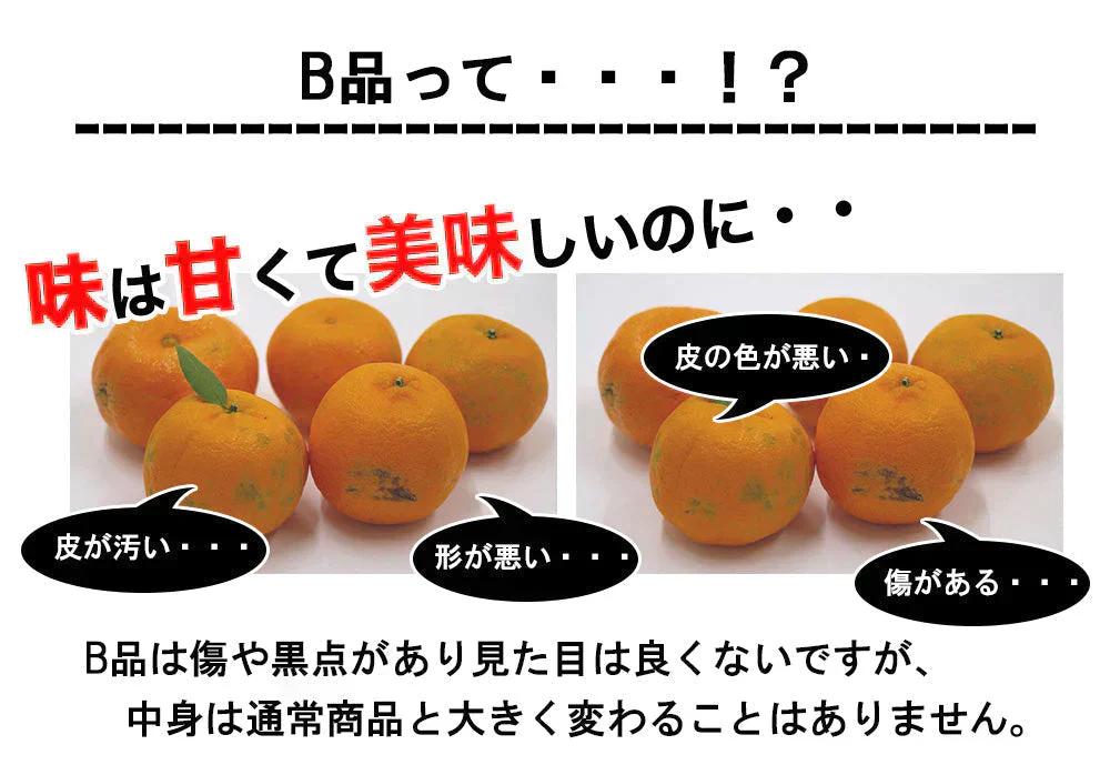 ポンカン 訳あり 愛媛 5kg 送料無料 ご家庭用 箱買い サイズミックス みかん 蜜柑 産地直送 愛媛県産 YDF-003