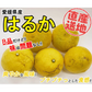 はるか みかん 訳あり 5kg 送料無料 ご家庭用 箱買い B品 サイズミックス 柑橘 フルーツ 産地直送 愛媛県産 YDF-005