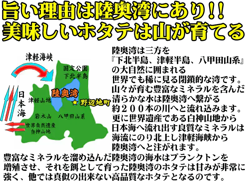 青森 活ほたて 殻付き 中大2キロ（約12枚～18枚）【冷蔵便】 養殖　奇跡の海『むつ湾』からホタテ漁師が贈る逸品
