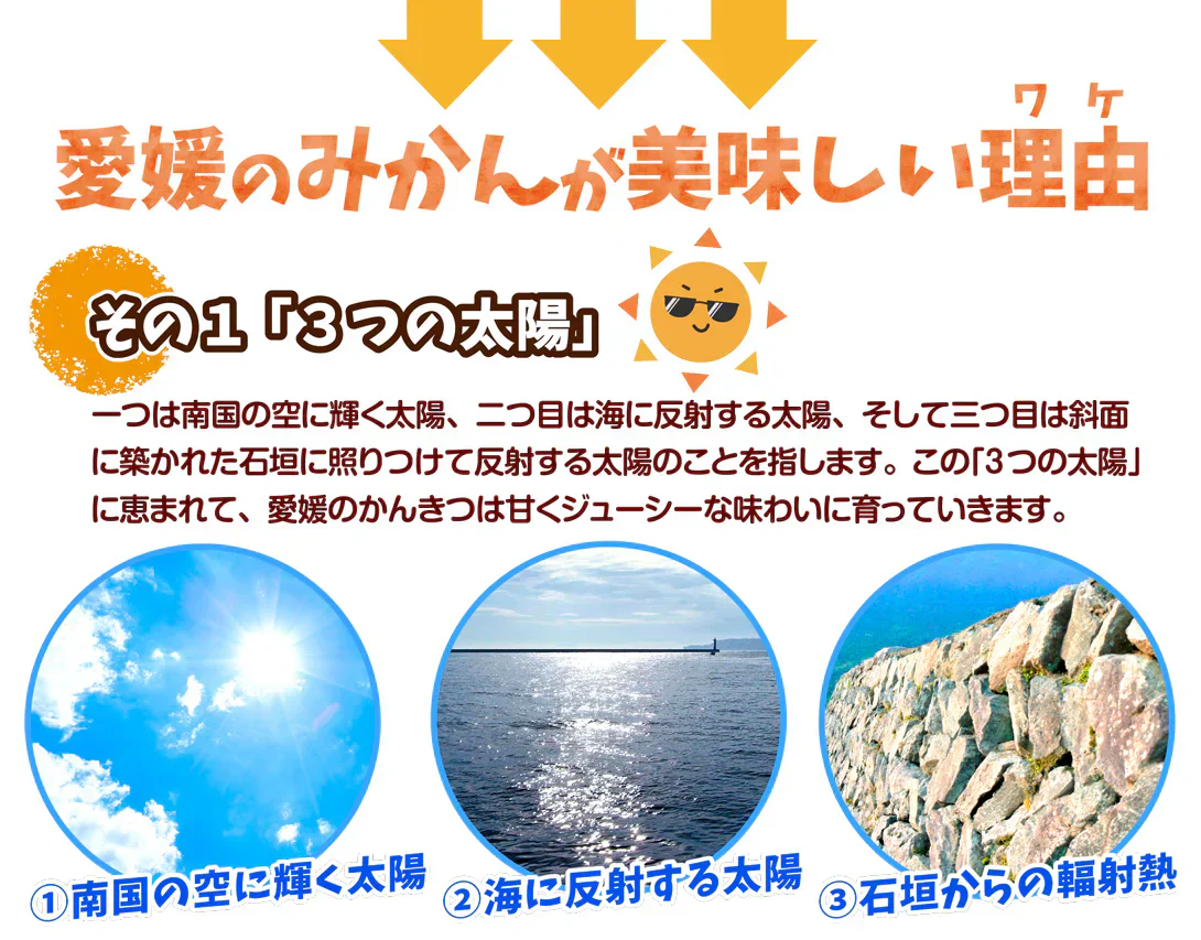 みかん　愛媛産　10kg　早生　サイズおまかせ　ご家庭用