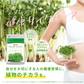 ブロッコリースプラウト《約1ヶ月分》 サプリ サプリメント 健康 女性 ダイエット スルフォラファン スーパーフード ブロッコリー スプラウト すっきり 栄養補給