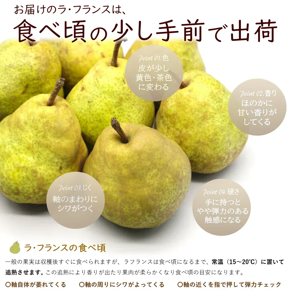 【11月中旬-12月下旬頃ご注文受付順次】洋梨　ラフランス　約5kg（10-20玉前後）産地箱詰め　山形県産　西洋梨　なし　ようなし