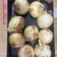 たまねぎ 約900g〜1kg「補償分600g、本商品300g」 60サイズ※全国配送可能【カウシェファーム収穫対象商品】新玉ねぎ