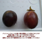 【熊本産】パッションフルーツ 約1kg（約9～15玉）清田さんのパッションフルーツ 60サイズ