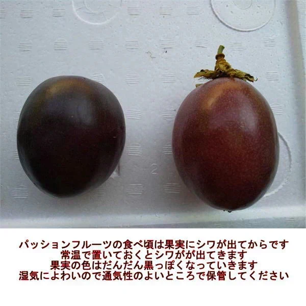 【熊本産】パッションフルーツ 約1kg（約9～15玉）清田さんのパッションフルーツ 60サイズ