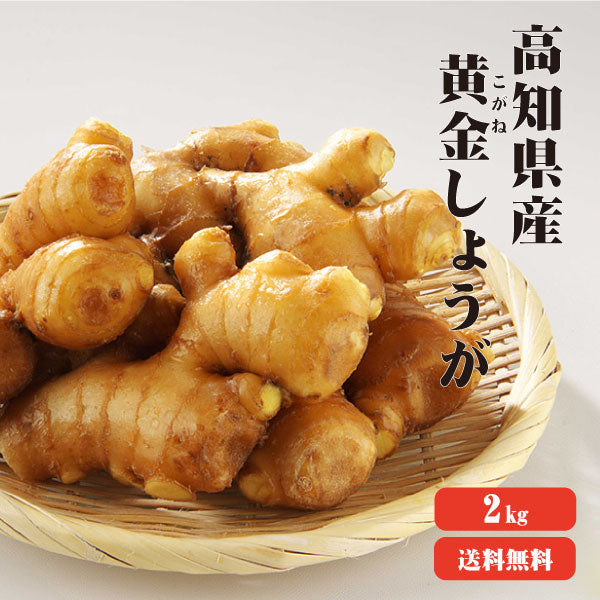 【送料無料】 高知産 黄金生姜 2kg 【業務用】 黄金しょうが 酢しょうが 紅茶 保存 生姜効能 根生姜 生姜 しょうが ショウガ 国産