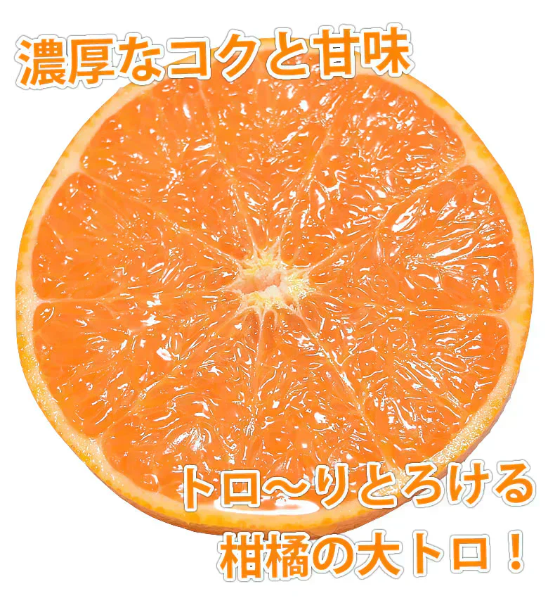 せとか みかん 送料無料 ハウス栽培 秀品 2kg 希少品種 熊本県産 蜜柑 清見 アンコール マーコット