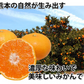 みかん 10kg 送料無料 温州みかん 秀品 熊本県産 蜜柑 ミカン