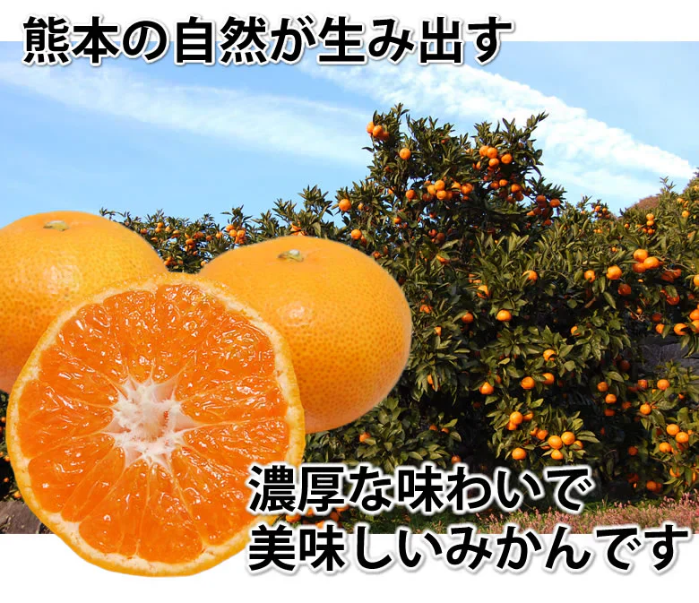 みかん 10kg 送料無料 温州みかん 秀品 熊本県産 蜜柑 ミカン
