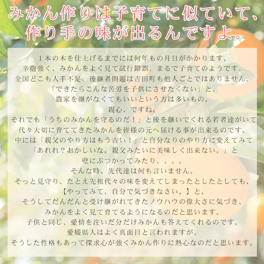 みかん　特撰　吉田みかん　３ｋｇ２箱　特撰０３０２　贈答用　精品　中玉　２Ｌサイズ揃えで１５から２０玉前後が２箱　化粧箱入　特撰包装　ミカン　蜜柑　フルーツ　果物　柑橘　贈物　贈答　お歳暮　送料無料