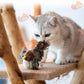 猫 おもちゃ 鳥 鳴く 運動不足 ストレス発散 鳴き声 猫用おもちゃ リアル 遊ぶ 運動不足解消 ネコ 送料無料 w659A()