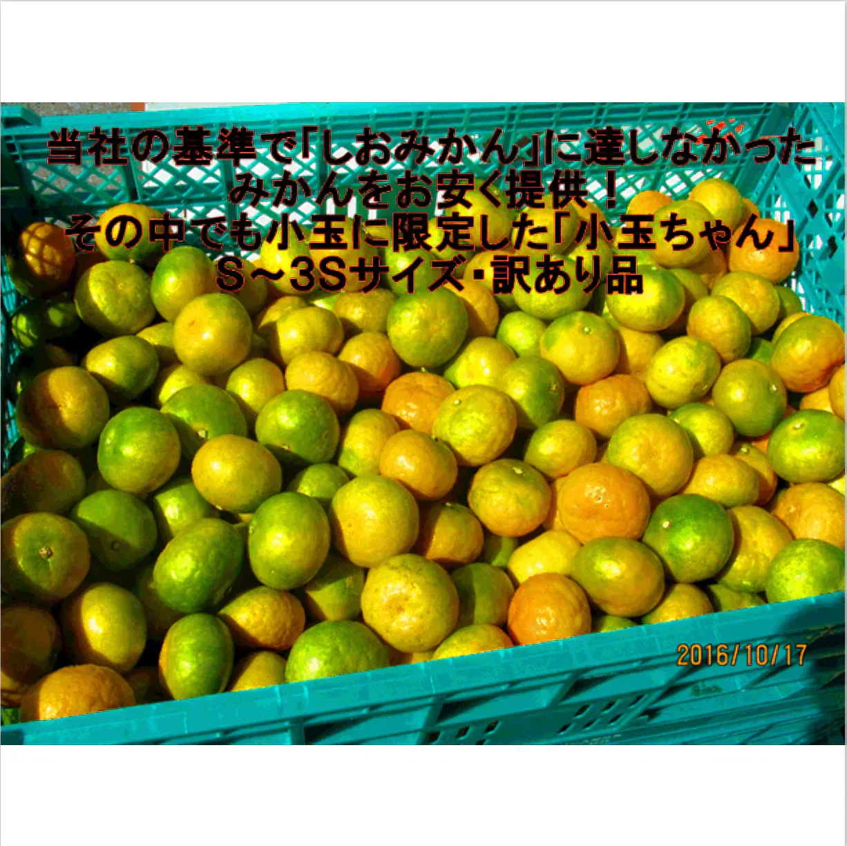 熊本産 みかん 訳あり 約1.5kg ご家庭用 60サイズ　送料無料【ご新規さん限定商品】
