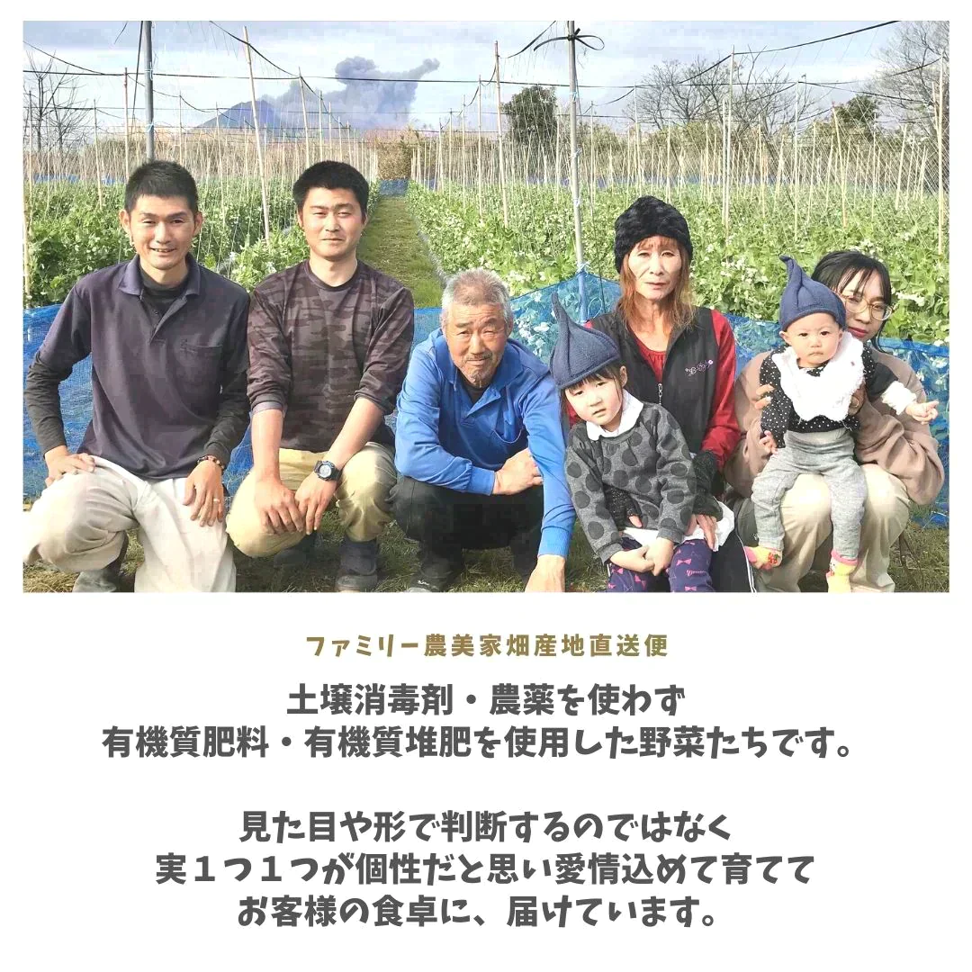 〔合計2kg〕野菜セット (ジャンボいんげん500g+ズッキーニ500g(2本)＋さつまいも(1kg3-5本) 鹿児島県産