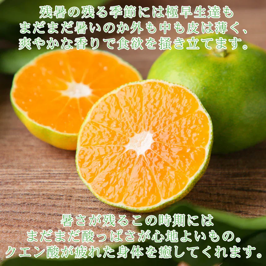 みかん　極早生　2ｋｇ　ｆ極０2　家庭用　中玉　愛媛　吉田みかん　果物　フルーツ　柑橘