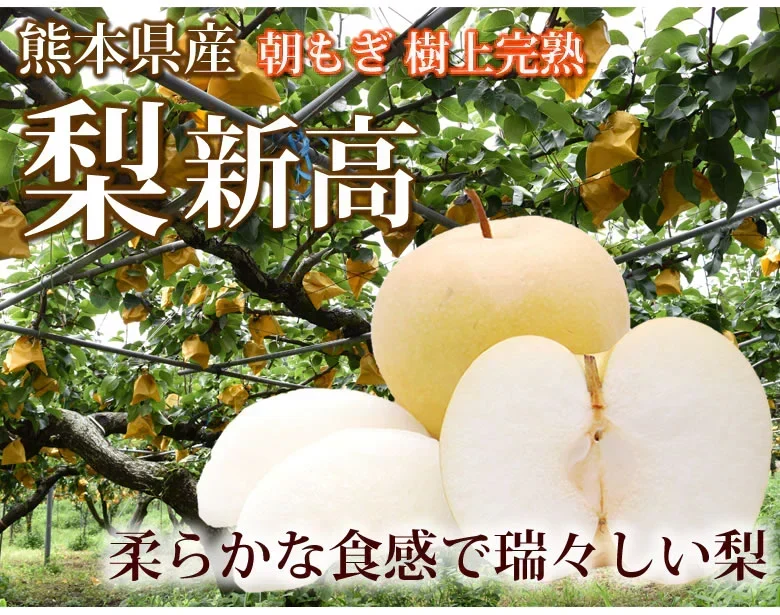 梨 新高 送料無料 秀品 約3kg 5〜8玉 熊本県産 お取り寄せ フルーツ ナシ なし 豊水 秋月