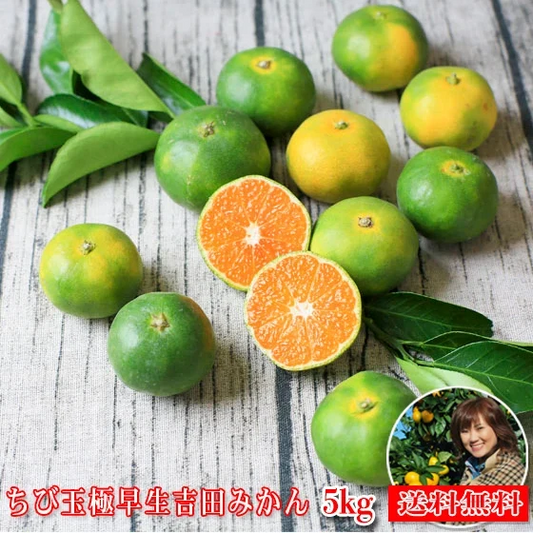 【予約販売　9/24以降発送】【ちび玉極 05】ちび玉 極早生 吉田みかん 5kg（多少の枝傷・葉傷・黒点等有り）（家庭用・3S～2Sサイズ込み）【愛媛県産】【送料無料】みかん 吉田みかん 極早生 ミカン 蜜柑 柑橘 フルーツ 果物