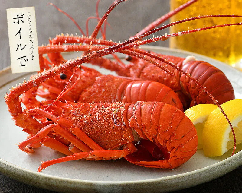 伊勢海老 千葉県産 外房イセエビ 小サイズ×4〜5尾 刺身 冷凍 伊勢エビ 伊勢えび えび エビ 海鮮 魚介 プリプリ 濃厚 グルメ 贈り物 ［送料無料］ 母の日 プレゼント ギフト  母の日思いの 健康 実用的 父の日 子供 孫