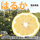 はるか みかん 10kg 箱込（内容量9kg＋補償分500g) 送料無料 訳あり 無選別 熊本県産 はるかみかん ミカン 蜜柑