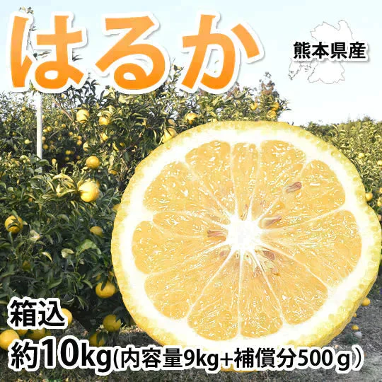 はるか みかん 10kg 箱込（内容量9kg＋補償分500g) 送料無料 訳あり 無選別 熊本県産 はるかみかん ミカン 蜜柑
