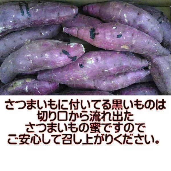 【11月中旬頃より順次出荷予定】訳あり 紅はるか 1.5キロ 蔵出し サイズおまかせ さつまいも 蜜芋 熊本産 送料無料　60サイズ