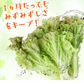野菜長持ち BIOCERA 鮮度保持 鮮度長持ち 野菜保存 果物保存 繰り返し使える エコ 節約 食品ロスを減らす 冷蔵庫 野菜室