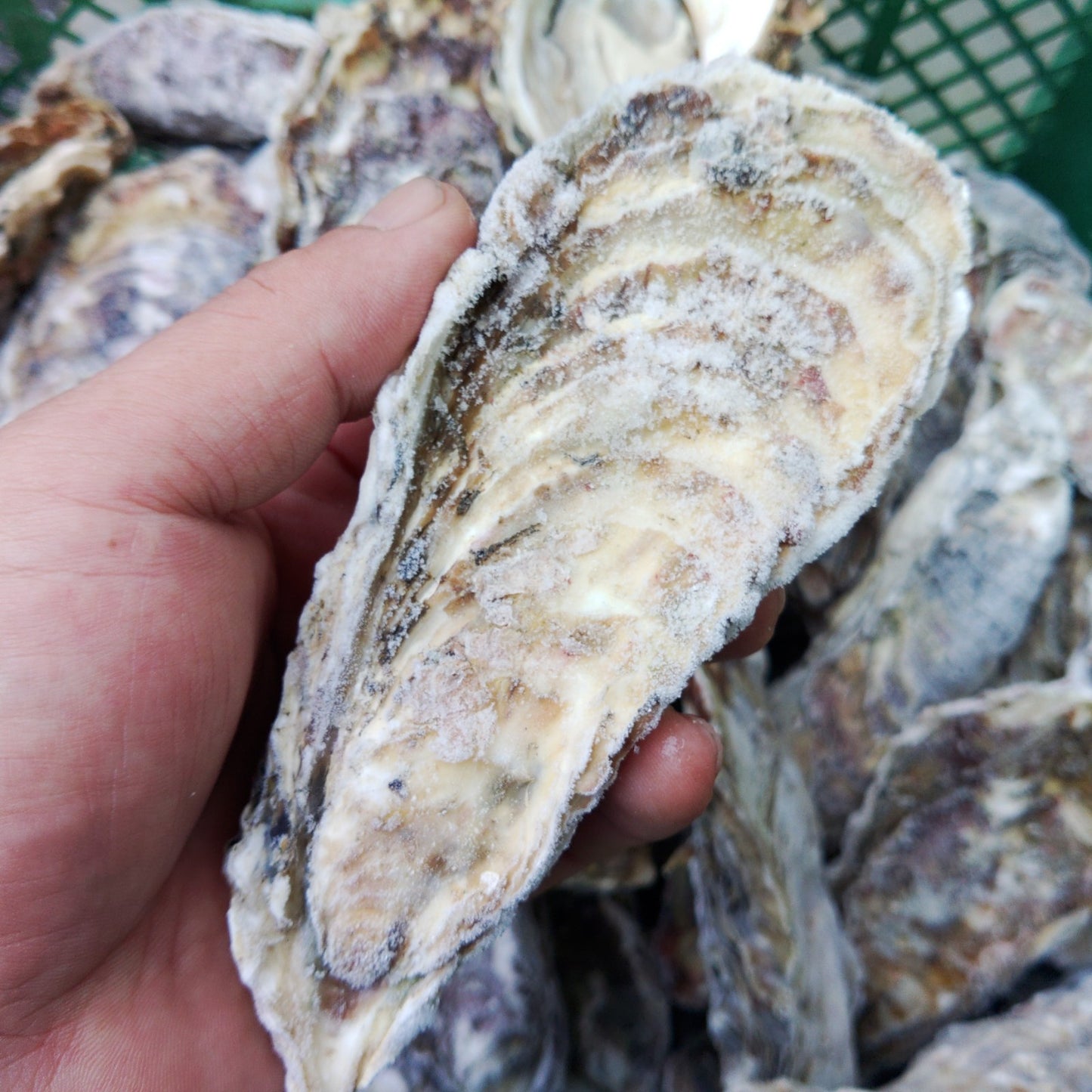 デカい牡蠣 殻付き 牡蠣 ３年牡蠣 ５ｋｇ 冷凍便 送料無料！５キロ 宮城県産 殻付き牡蠣 殻付き 殻付 カキ 加熱用 松島牡蠣屋 無選別牡蠣 牡蛎 ＢＢＱ バーベキュー食材 海産物 牡蠣通販 「３年牡蠣 ５ｋｇ」【100】