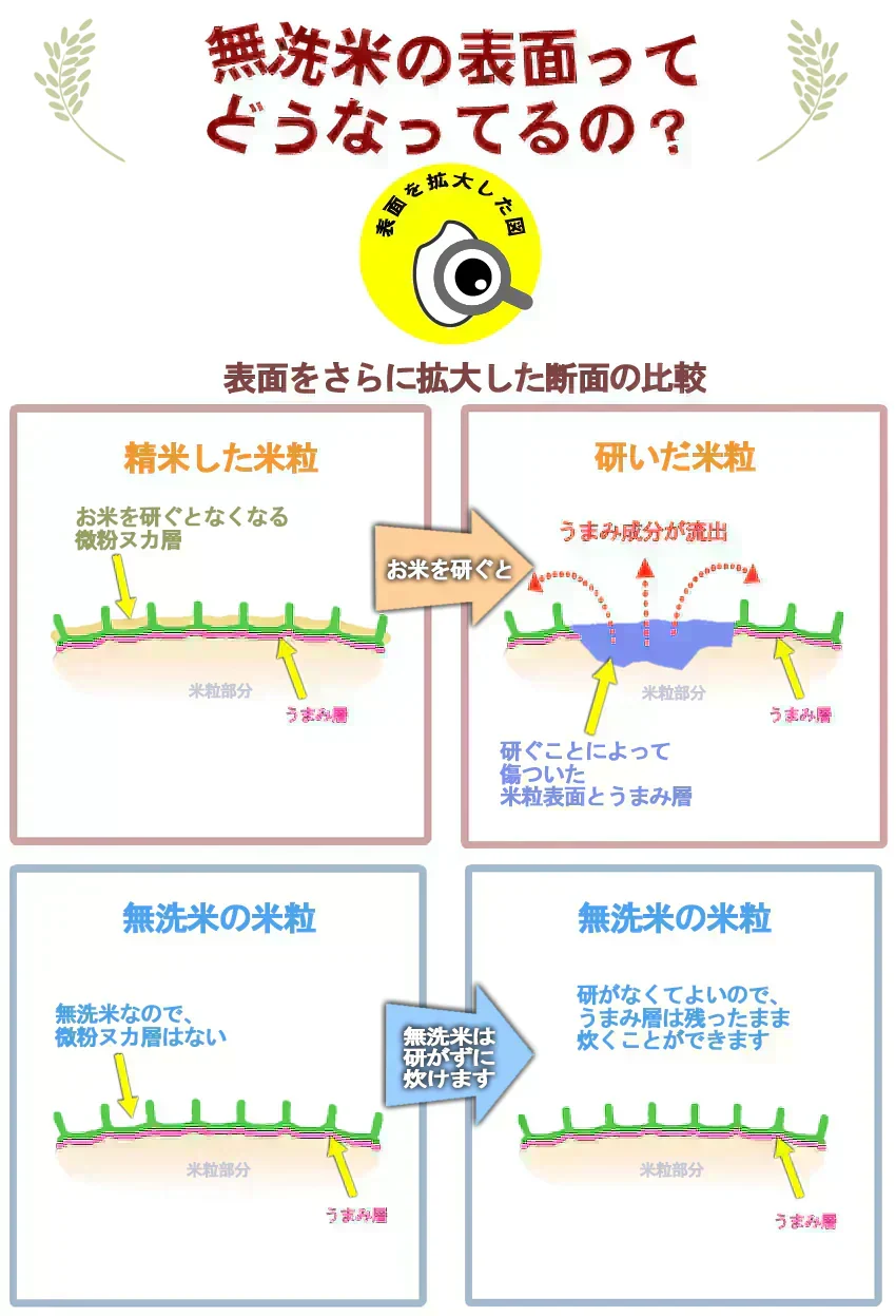 【令和7年産】無洗米 あきたこまち 無洗米 10kg 秋田小町 5kg×2 2025年産 人気銘柄