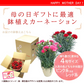 【遅れてゴメン母の日ギフト順次発送】鉢植え カーネーション 4号鉢 ラッピング母の日カード付き！カーネーション（ピンク系又はレッド系）の鉢植えをお届け