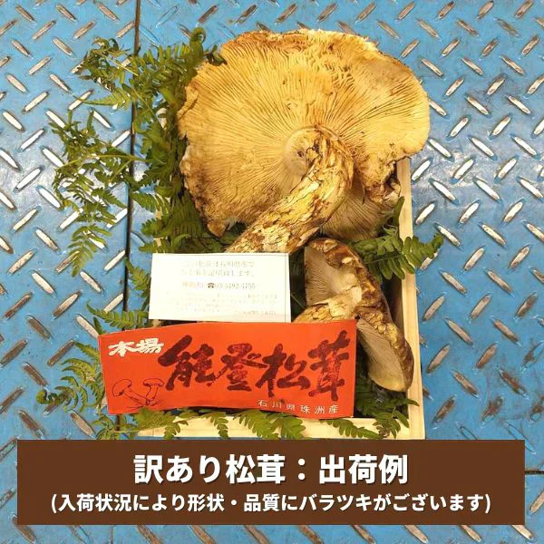 訳あり国産松茸 市場直送でお届け たっぷり堪能できる約200g入り