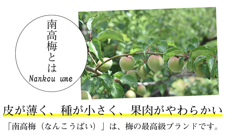 【6月上旬～中旬頃より順次出荷】南高梅 梅 送料無料 秀品 1.5kg クール便でお届け 熊本県産 最高級品種 ウメ 梅酒 フルーツ