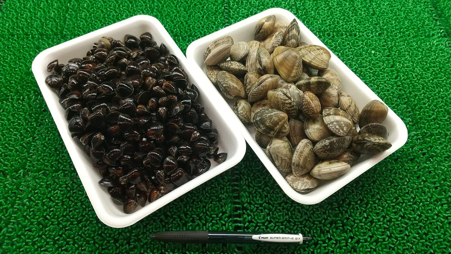 【水産仲卸直送】大人へのご褒美！活アサリ＆シジミを合わせてたっぷり1.6㎏！
