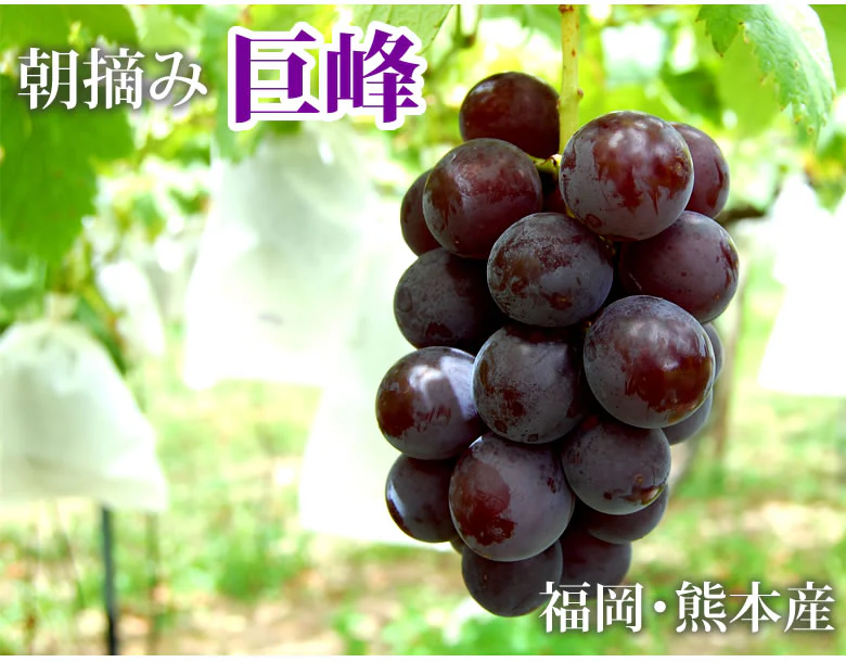 【7月下旬～8月上旬頃より順次出荷】ぶどう 巨峰 送料無料 2kg バラ・房混合 福岡・熊本県産 きょほう 葡萄 黒ぶどう 藤稔 ピオーネ