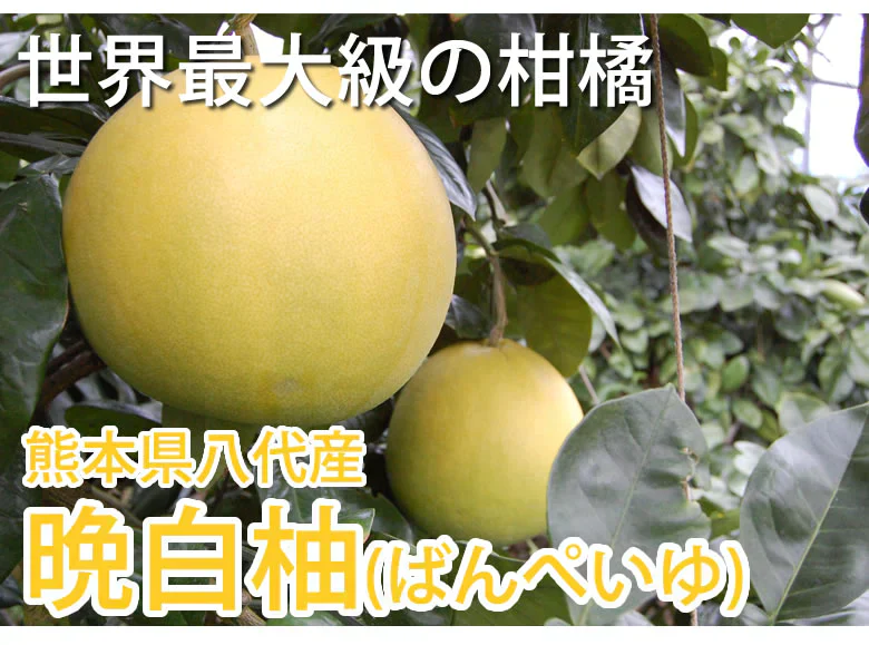 晩白柚 みかん ばんぺいゆ 訳あり 送料無料 約3kg〜4kg 2玉入 M〜2Lサイズ 世界最大級の柑橘 熊本県八代産 蜜柑 ミカン
